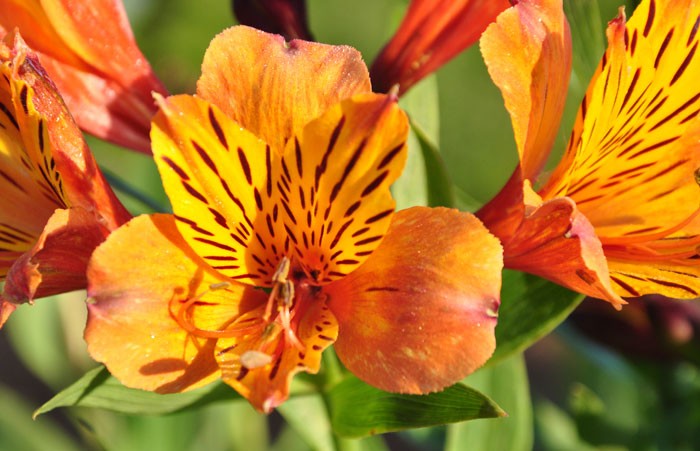 Flores de Alstroemeria aurantiaca