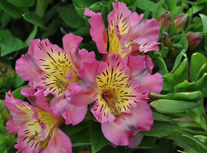 Flores de Alstroemeria aurantiaca