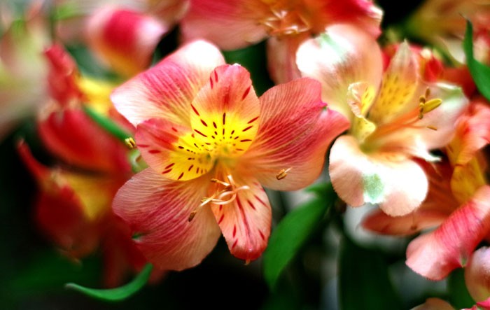 Flores de Alstroemeria aurantiaca