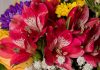 Flores de Alstroemeria aurantiaca