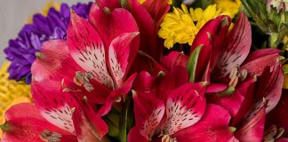 Flores de Alstroemeria aurantiaca