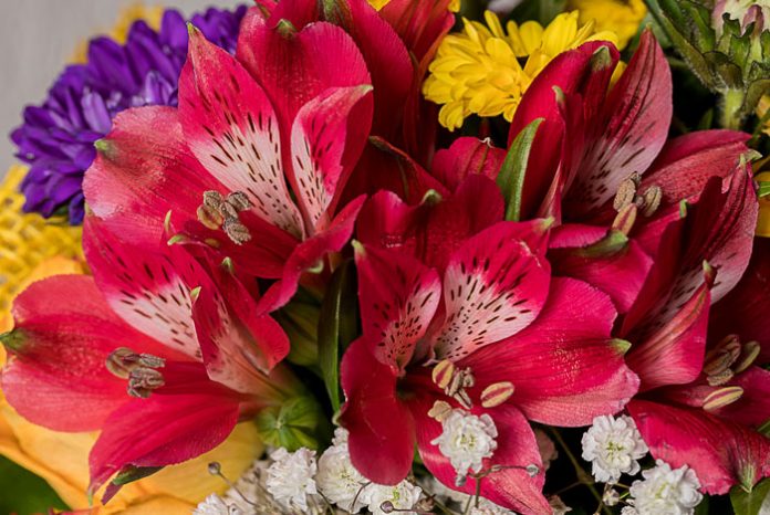 Flores de Alstroemeria aurantiaca