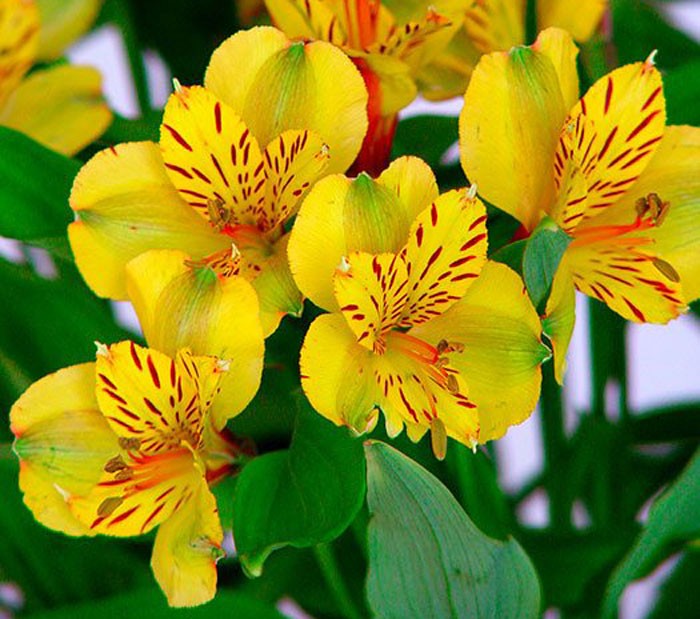 Flores de Alstroemeria aurantiaca