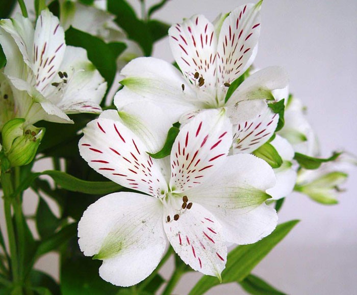 Flores de Alstroemeria aurantiaca