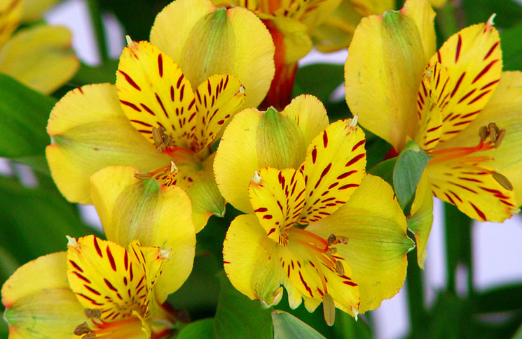 Flores de Alstroemerias