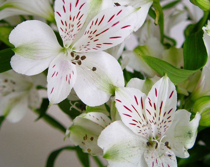 Flores de Alstroemerias