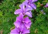 Flores de Alyogyne delightfully