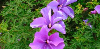 Flores de Alyogyne delightfully