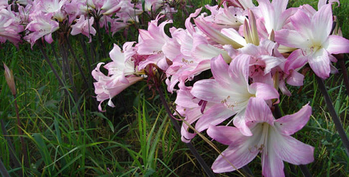 Flores de Amaryllis belladonna