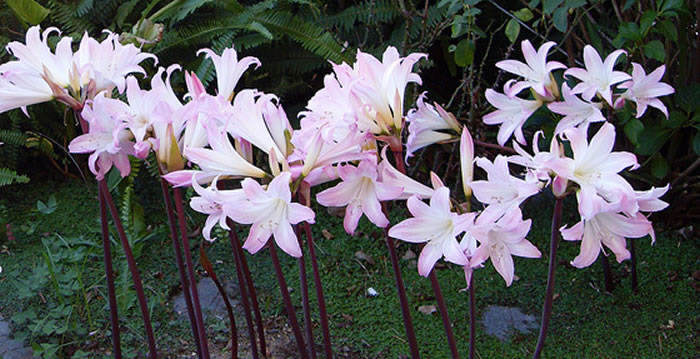 Flores de Amaryllis belladonna