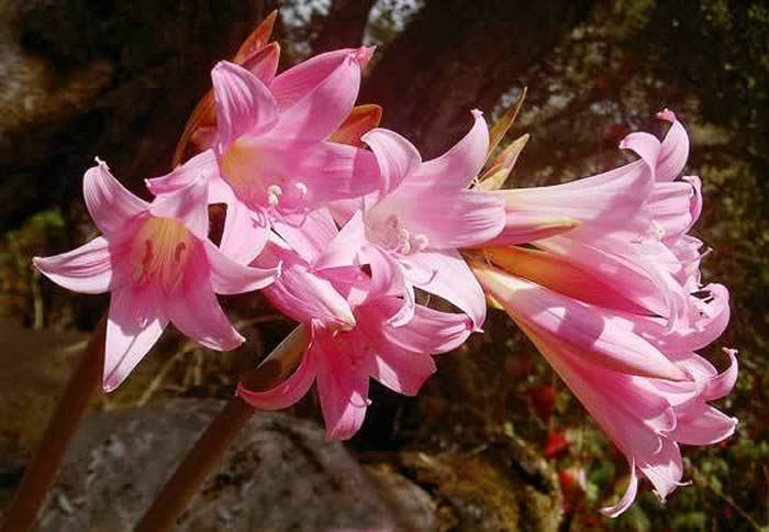 Flores de Amaryllis belladonna