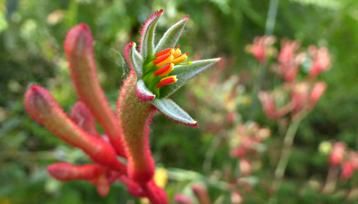Flores de Anigozanthos flavidus