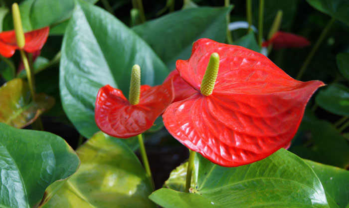 Flores de Anthurium