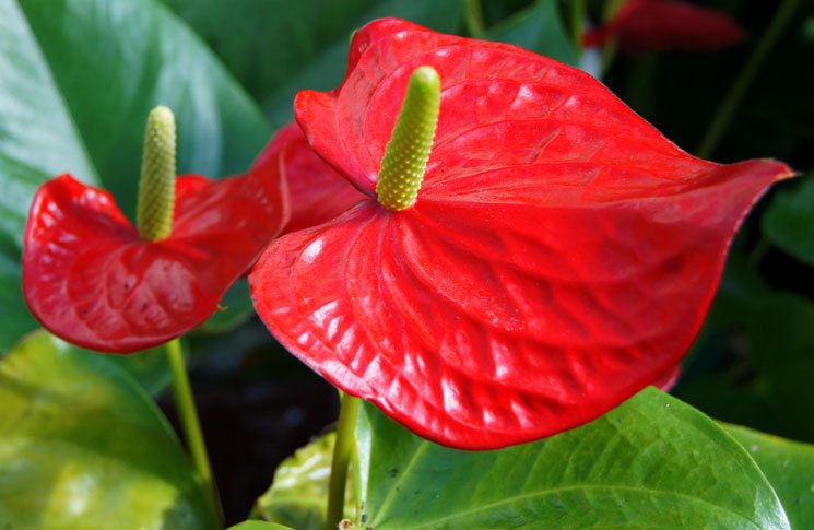 Flores de Anthurium andreanum