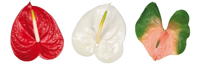 Flores de Anthurium andreanum