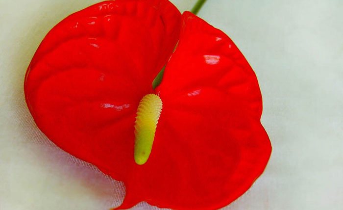 Flores de Anthurium andreanum