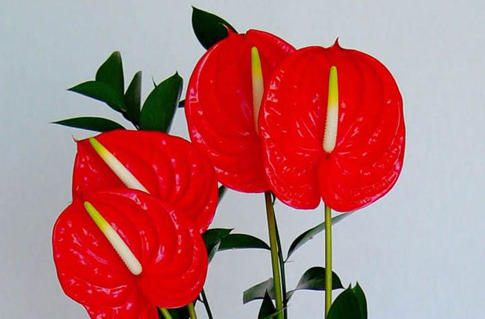 Flores de Anthurium andreanum