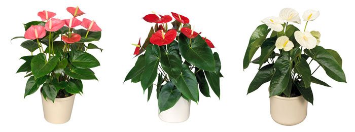 Flores de Anthurium andreanum