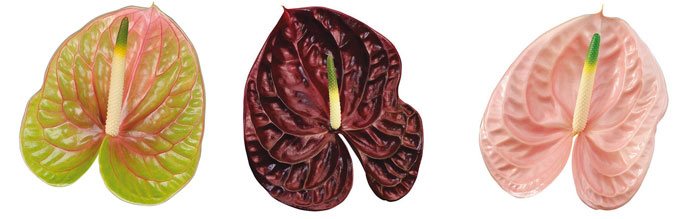 Flores de Anthurium andreanum