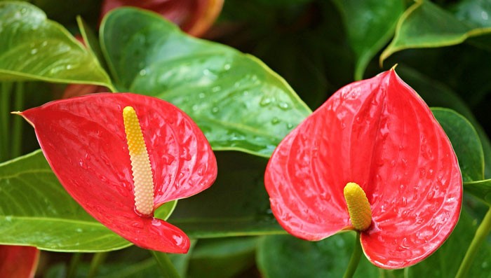 Anthurium flamingo