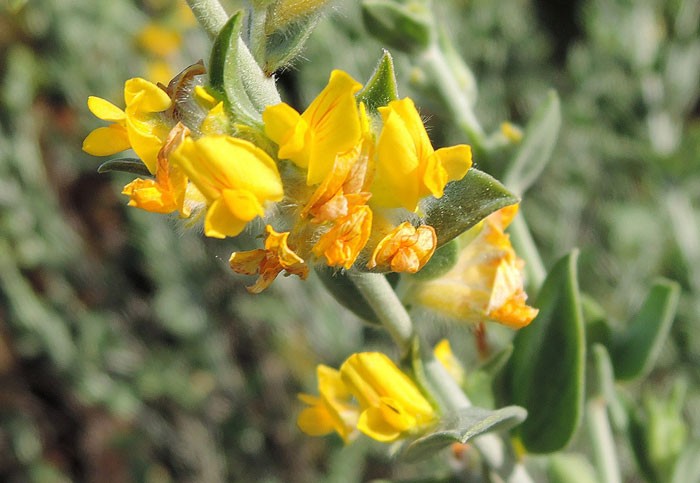 Flores de Anthyllis cytisoides