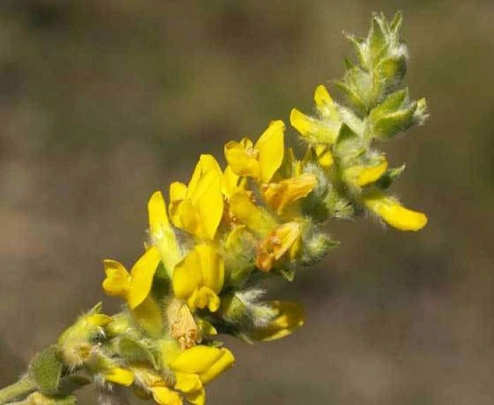 Flores de Anthyllis cytisoides en espiga