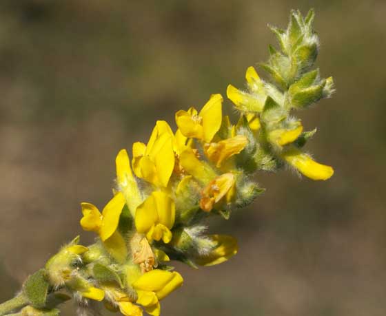 Flores de Anthyllis cytisoides o Albaida