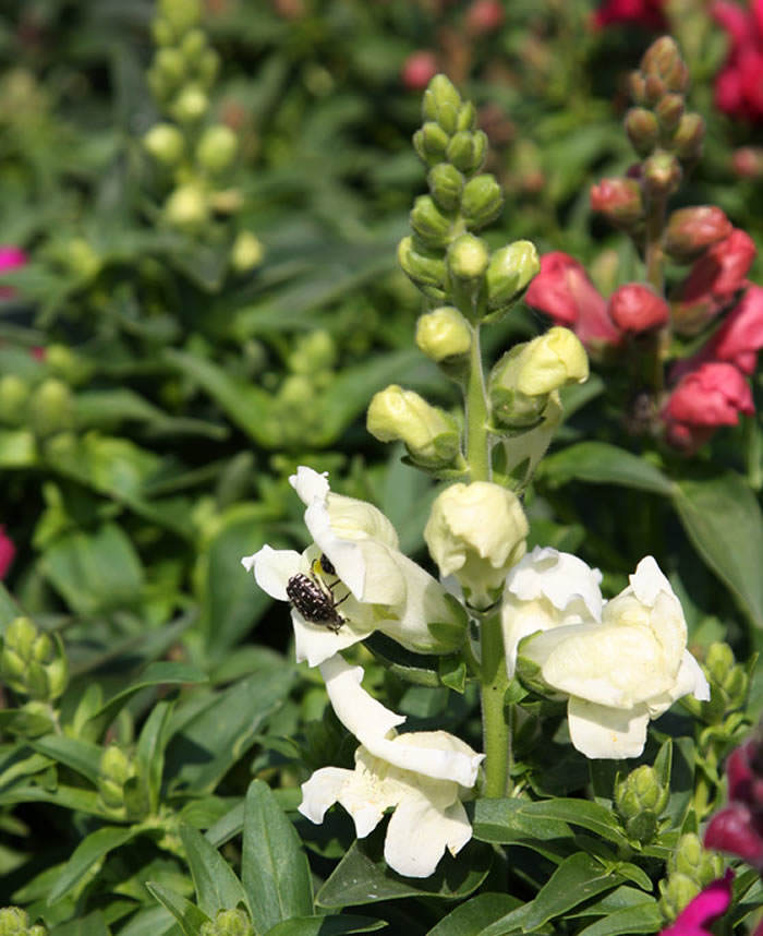 Flores de antirrhinum