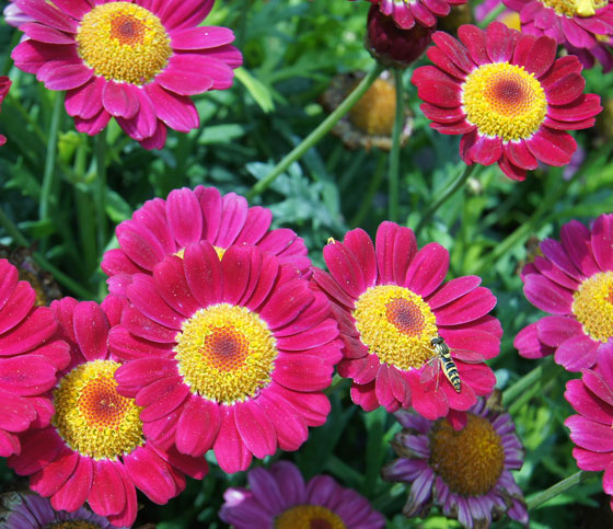 Flores de Argyranthemum frutescens, Chrysanthemum frutescens