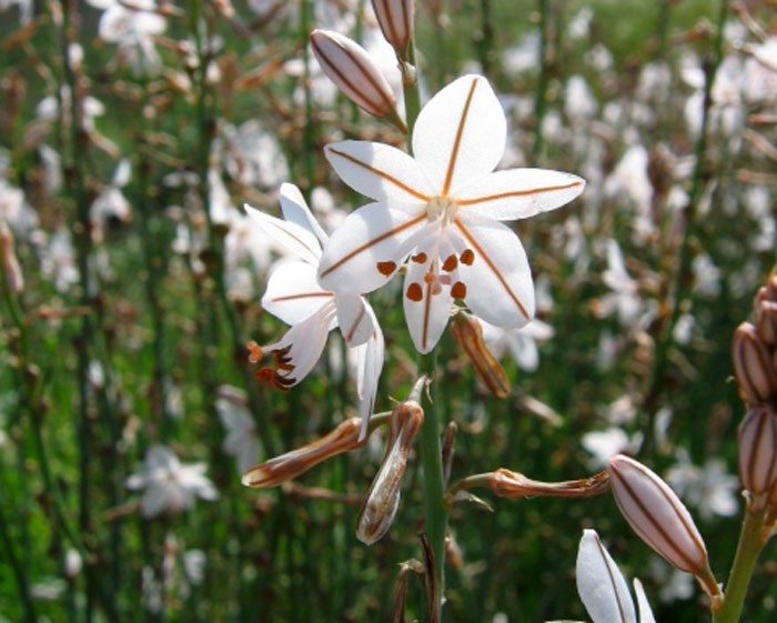 Flores de Asphodelus fistulosus