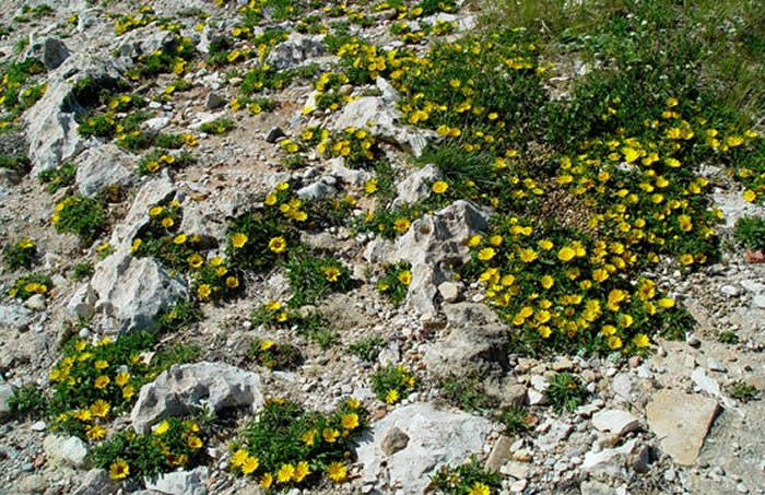 Flores de Astericus maritimus