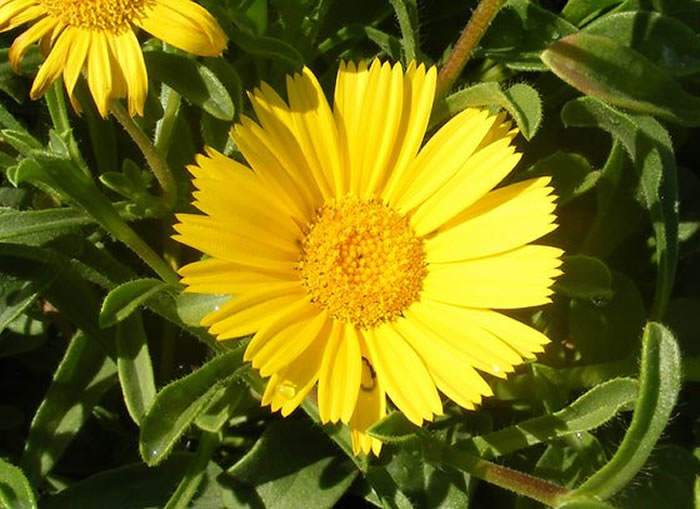 Flores de Asteriscus maritimus