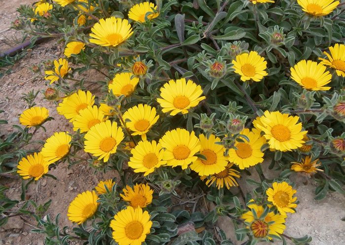 Flores de asteriscus maritimus