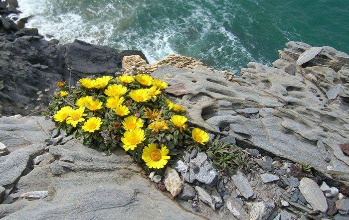 Flores de asteriscus maritimus