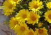 Flores de asteriscus maritimus