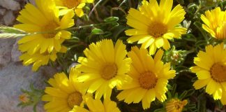 Flores de asteriscus maritimus