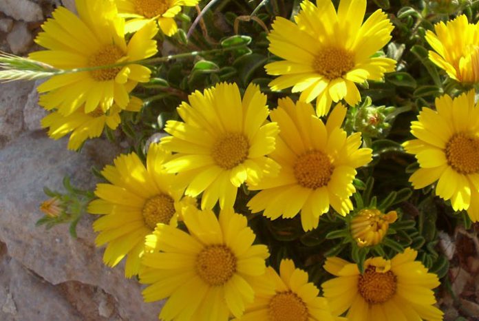 Flores de asteriscus maritimus