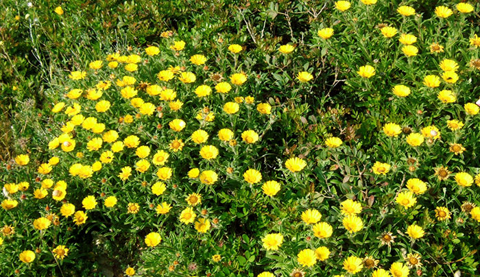 Flores de Asteriscus maritimus