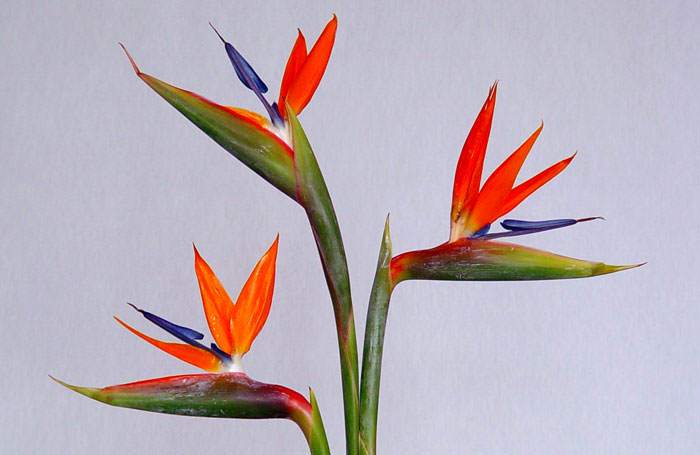 Strelitzia reginae como flores frescas