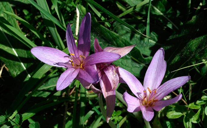 Flores de azafrán silvestre