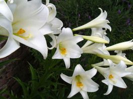 Flores de azucena
