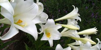 Flores de azucena