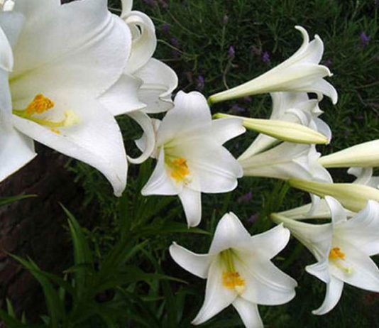 Flores de azucena