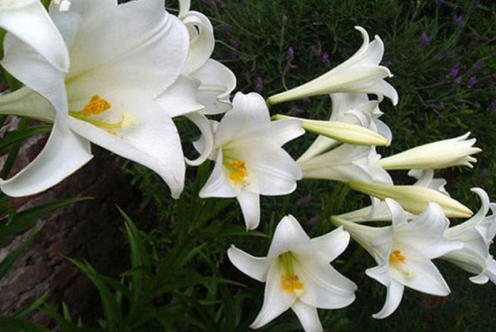 Flores de azucena