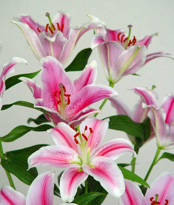 flores de azucenas