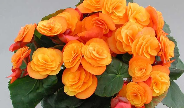 texto Flores de Begonia elatior de color naranja