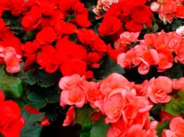 Flores de Begonia elatior de color rojo