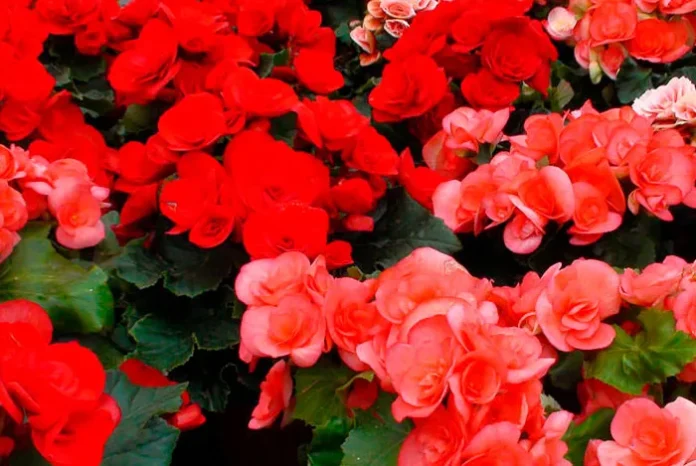 Flores de Begonia elatior de color rojo Flores de Begonia elatior de color rojo