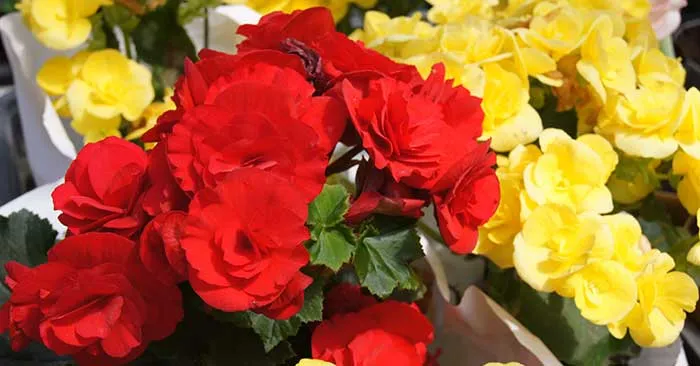 texto Flores de Begonia elatior de color rojo y amarillo