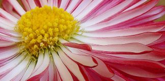 Flores de Bellis perennis